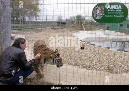 Bengal Tiger Stockfoto