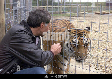 Amba The Bengal Tiger im Willersmill Wildlife Park in Shepreth, Cambridgeshire. Bewohner, die im hinteren Teil des Parks leben, sagen, dass sie besorgt sind, wenn der Tiger, der 1,5m lang und fast 1,5m groß ist, entkommt. * Park-Besitzer Jake Willers sagte, die zweieinhalb Jahre alte weibliche Tiger würde nicht in der Lage sein, die speziell gebauten Gehäuse zu entkommen. Stockfoto