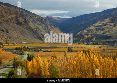 Herbstfärbung, Felton Road, Bannockburn, in der Nähe von Cromwell und Kawarau Gorge, Central Otago, Südinsel, Neuseeland Stockfoto