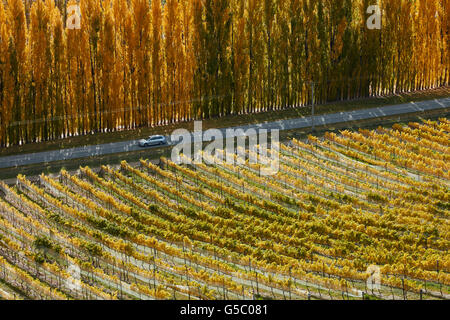 Mt Schwierigkeit Weinberg und Pappel Bäume im Herbst, Bannockburn, Central Otago, Südinsel, Neuseeland Stockfoto