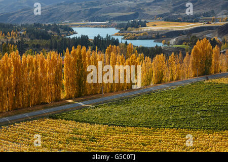 Mt Schwierigkeit Weinberg und Pappel Bäume im Herbst, Bannockburn, Central Otago, Südinsel, Neuseeland Stockfoto