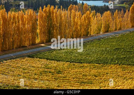 Mt Schwierigkeit Weinberg und Pappel Bäume im Herbst, Bannockburn, Central Otago, Südinsel, Neuseeland Stockfoto