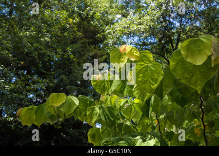 Cercis Canadensis "Rising Sun", gold rotblättrige rote Knospe, Stockfoto