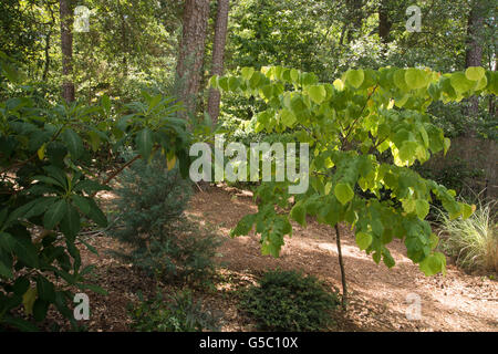 Cercis Canadensis "Rising Sun", gold rotblättrige rote Knospe, Stockfoto