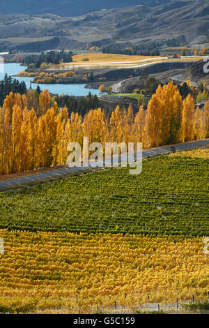 Mt Schwierigkeit Weinberg und Pappel Bäume im Herbst, Bannockburn, Central Otago, Südinsel, Neuseeland Stockfoto