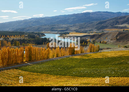 Mt Schwierigkeit Weinberg und Pappel Bäume im Herbst, Bannockburn, Central Otago, Südinsel, Neuseeland Stockfoto