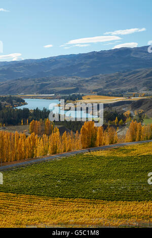 Mt Schwierigkeit Weinberg und Pappel Bäume im Herbst, Bannockburn, Central Otago, Südinsel, Neuseeland Stockfoto