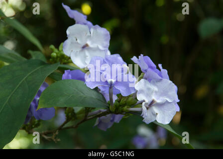 Brunfelsia Pauciflora, gestern heute und morgen-Anlage, Stockfoto