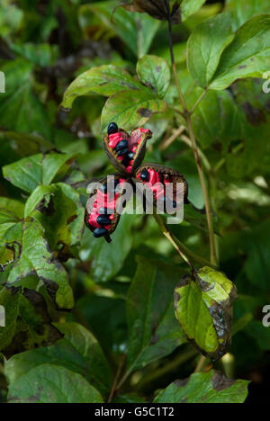 Pfingstrose Samenkapsel Stockfoto