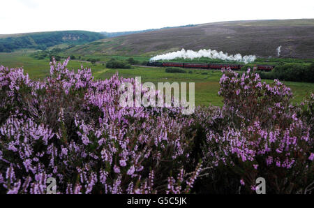 Eine Dampfeisenbahn fährt am blühenden violetten Heidekraut im Fen Bog Nature Reserve der North Yorkshire Moors Railway vorbei. Stockfoto