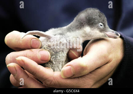 Cirpy, ein zwei Stunden altes Gentoo Penguin Küken wird zum ersten Mal gewogen, Edinburgh Zoo. Acht Küken wurden in den letzten drei Wochen im Zoo geschlüpft. Gentoo Pinguine bauen ihre Nester auf Kieselsteinen und jedes Weibchen legt normalerweise zwei Eier. *Sobald die Eier geschlüpft sind, wechseln sich die Eltern ab, um sie mit wieder aufgewühlten Fischen zu füttern. Stockfoto