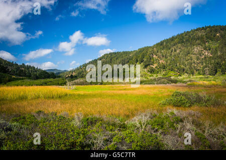 Aussicht auf Hügel am Rancho Del Oso - Big Basin Redwoods State Park in Kalifornien. Stockfoto