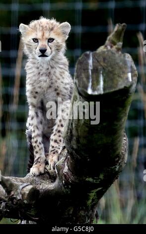 In seinem Gehege spielt ein nördliches Gepardenjunges aus einem siebenköpfigen Wurf, das im März 2012 im Whipsnade Zoo, Dunstable, Bedfordshire, geboren wurde, das die ersten in Großbritannien geborenen nördlichen Gepardenjungen waren. Stockfoto