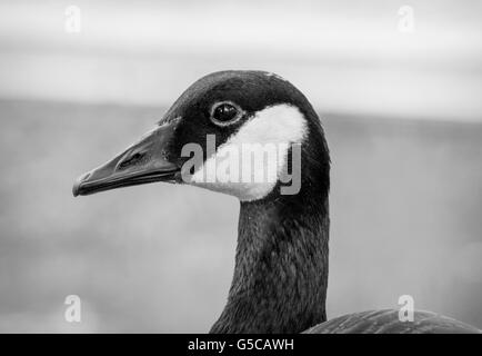 Kanadische Gans in schwarz / weiß Stockfoto