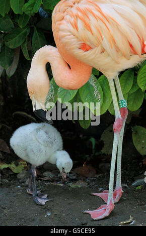 Zucht von flamingos Stockfoto