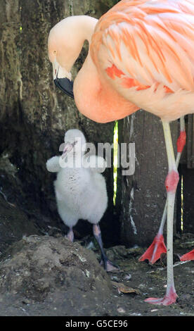 Zucht von flamingos Stockfoto