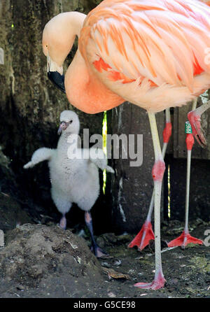 Ein zwei Wochen alter, ungesexter chilenischer Flamingo streckt seine Flügel unter seinem Vater Maurice im Drusillas Park in Alfriston East Sussex, nachdem Barry White Lieder vor den Vögeln gespielt wurden, um die Zucht zu fördern. Stockfoto