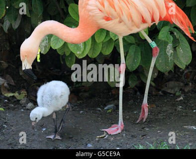 Zucht von flamingos Stockfoto