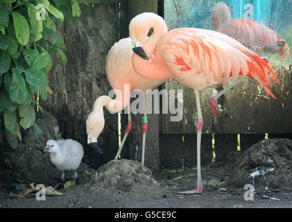 Zucht von flamingos Stockfoto