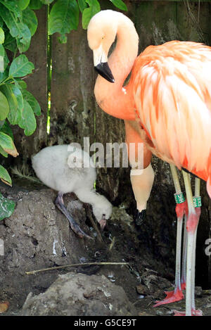 Zucht von flamingos Stockfoto