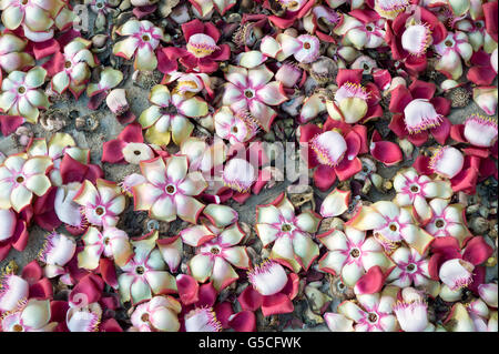 Frische tropische Kanonenkugel (Couroupita Guianensis) Baum Blumen verstreut auf dem Boden im Botanischen Garten in Rio De Janeiro Stockfoto