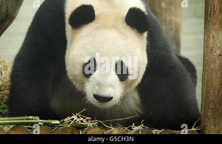 Geburtstag von Yang Guang. Yang Guang der Panda feiert seinen Geburtstag im Zoo von Edinburgh in Schottland. Stockfoto