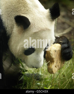 Yang Guang der Panda feiert seinen Geburtstag mit einer besonderen Torte im schottischen Zoo von Edinburgh. Stockfoto