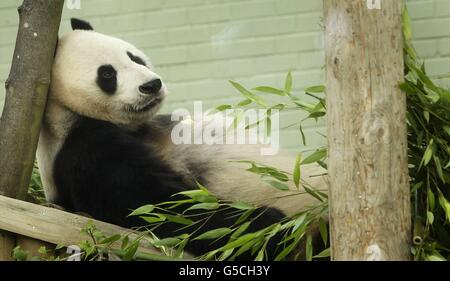 Yang Guang Geburtstag Stockfoto