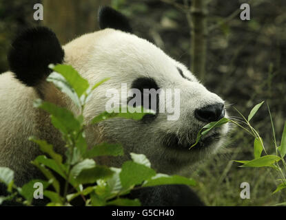 Geburtstag von Yang Guang. Yang Guang der Panda feiert seinen Geburtstag im Zoo von Edinburgh in Schottland. Stockfoto