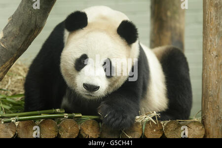 Yang Guang der Panda feiert seinen Geburtstag im Edinburgh Zoo in Schottland. Stockfoto