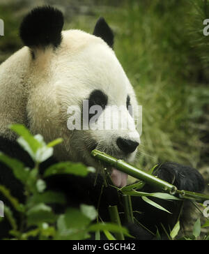 Yang Guang der Panda feiert seinen Geburtstag im Edinburgh Zoo in Schottland. Stockfoto