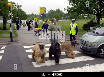 Crufts Afghanischer Windhund Stockfoto