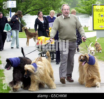 Crufts Afghanischer Windhund Stockfoto