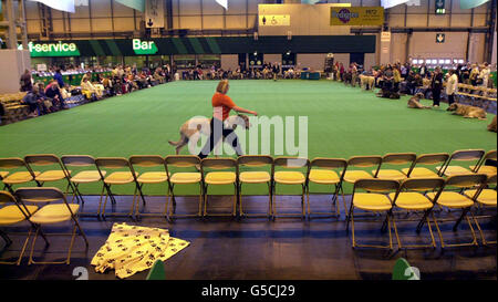 Ein langsamer Start für die Crufts Dog Show im NEC, Birmingham, da das Publikum am ersten Wettkampftag um den Irish Wolfhound Ring spärlich war. Der Supreme Champion wird am letzten Tag, Montag, den 28. Mai, gewählt. Stockfoto