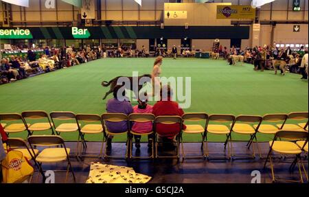 Crufts Irish Wolfhound Stockfoto