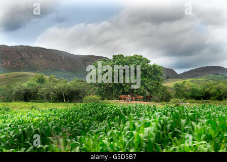 Pferde Essen und ruhen unter dem Baum in Minas Gerais, Brasilien Stockfoto