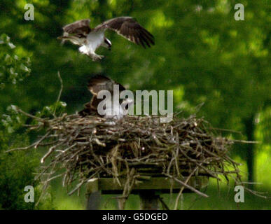 Fischadler auf einem Nest in Rutland, Leicestershire. Wildtierexperten feierten gestern, nachdem zum ersten Mal seit 150 Jahren ein gefährdeter Fischadler in England geschlüpft war. Der Erfolg lässt hoffen, dass die fischfressenden Vögel in England wieder zu einem gemeinsamen Anblick werden könnten. *das Küken schlüpfte nach einem fünfjährigen Projekt im Rutland Water Nature Reserve. Fischadler brüten nur in Schottland, aber Leicestershire und Rutland Wildlife Trust, Anglian Water und die Highland Foundation for Wildlife versuchen, sie südlich der Grenze wieder einzuführen. Stockfoto