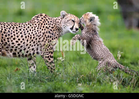 Whipsnade Zoo Geparden cubs Stockfoto