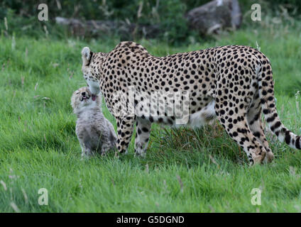 Whipsnade Zoo Geparden cubs Stockfoto