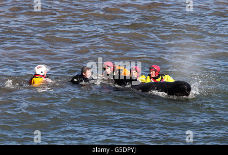 Gestrandete Wale Stockfoto