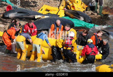 Gestrandete Wale Stockfoto