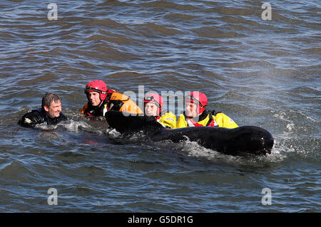 Mitglieder der Rettungsdienste versuchen, einen Pilotwal nach einem Stausenbefall in der Nähe von Pittenweem vor der Küste von Fife wieder aufzutreiben. Stockfoto