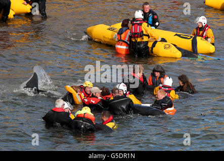 Gestrandete Wale Stockfoto