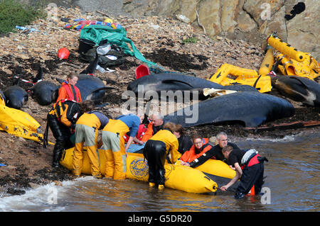 Mitglieder der Rettungsdienste versuchen, einen Pilotwal nach einem Stausenbefall in der Nähe von Pittenweem vor der Küste von Fife wieder aufzutreiben. Stockfoto