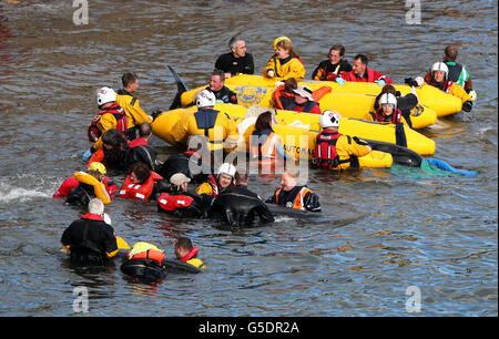 Gestrandete Wale Stockfoto