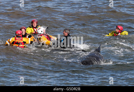 Mitglieder der Rettungsdienste versuchen, Pilotwale zurückzutreiben, nachdem sie in der Nähe von Pittenweem vor der Küste von Fife aufgehalten wurden. DRÜCKEN Sie VERBANDSFOTO. Bilddatum: Sonntag, 2. September 2012. Dreizehn Wale sind in der Massenstrandung gestorben. Die Säugetiere waren Teil einer Gruppe von 26 Grindwalen, die gestrandet waren. Die verbleibenden Wale werden von Tierärzten von British Divers und Marine Life Rescue (BDMLR) am Leben gehalten, mit Hilfe der Rettungsdienste einschließlich Fife Feuerwehr. Siehe PA Geschichte SEEWALE. Bildnachweis sollte lauten: Andrew Milligan / PA Wire Stockfoto