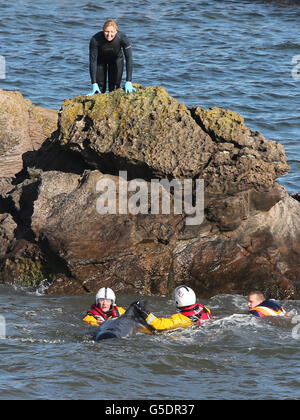 Gestrandete Wale Stockfoto