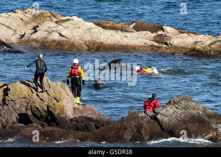 Mitglieder der Rettungsdienste versuchen, Pilotwale zurückzutreiben, nachdem sie in der Nähe von Pittenweem vor der Küste von Fife aufgehalten wurden. DRÜCKEN Sie VERBANDSFOTO. Bilddatum: Sonntag, 2. September 2012. Dreizehn Wale sind in der Massenstrandung gestorben. Die Säugetiere waren Teil einer Gruppe von 26 Grindwalen, die gestrandet waren. Die verbleibenden Wale werden von Tierärzten von British Divers und Marine Life Rescue (BDMLR) am Leben gehalten, mit Hilfe der Rettungsdienste einschließlich Fife Feuerwehr. Siehe PA Geschichte SEEWALE. Bildnachweis sollte lauten: Andrew Milligan / PA Wire Stockfoto