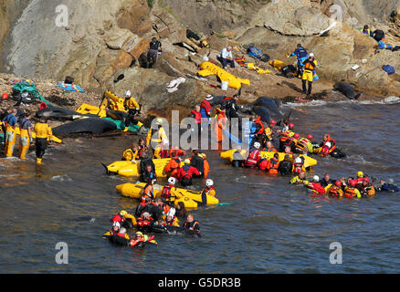 Gestrandete Wale Stockfoto