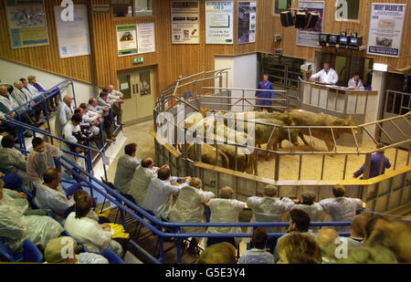 Schweine-Verkauf / Orkney Auction Mart Stockfoto